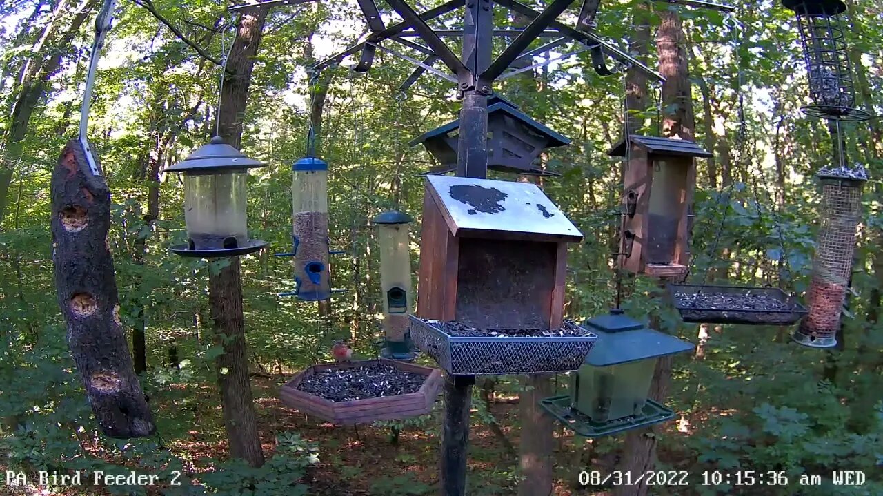 Immature male rose-breasted grosbeak feeding at PA Bird Feeder 2 on 8/31/2022