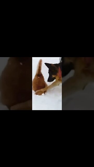 Best Funny Cat & Dog Videos| Try Not To Laugh| #shorts