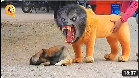 Troll Prank Dog Funny & fake Lion and Fake Tiger Prank To dog & Huge Box Prank to dog