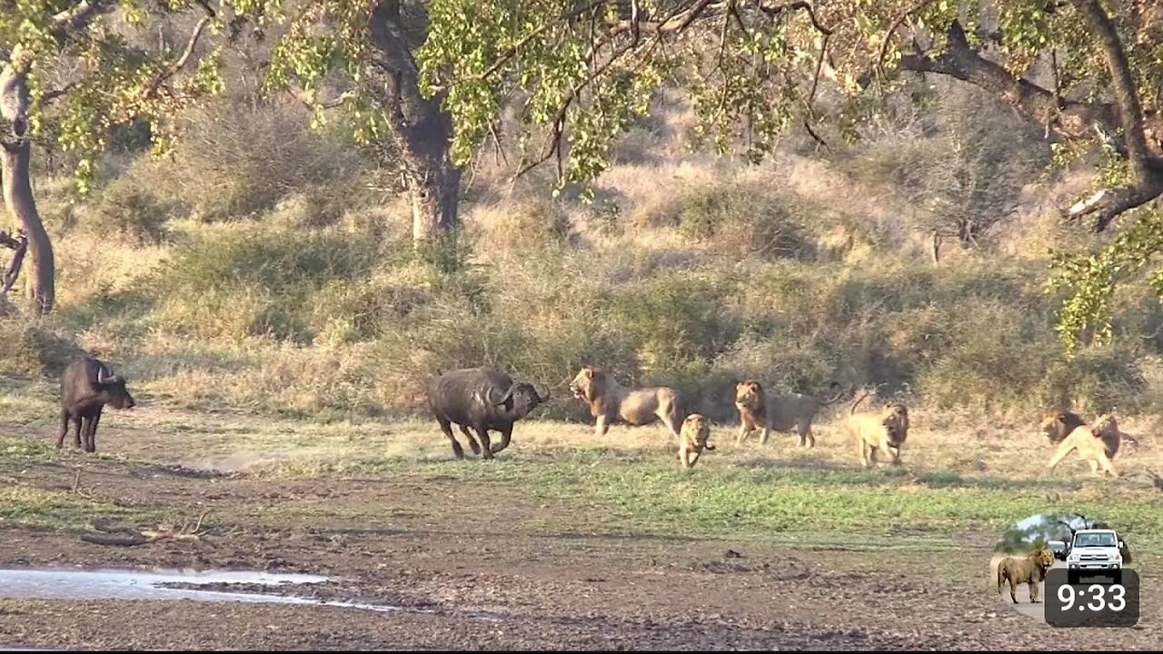 Six male lions attack buffalo just because they can