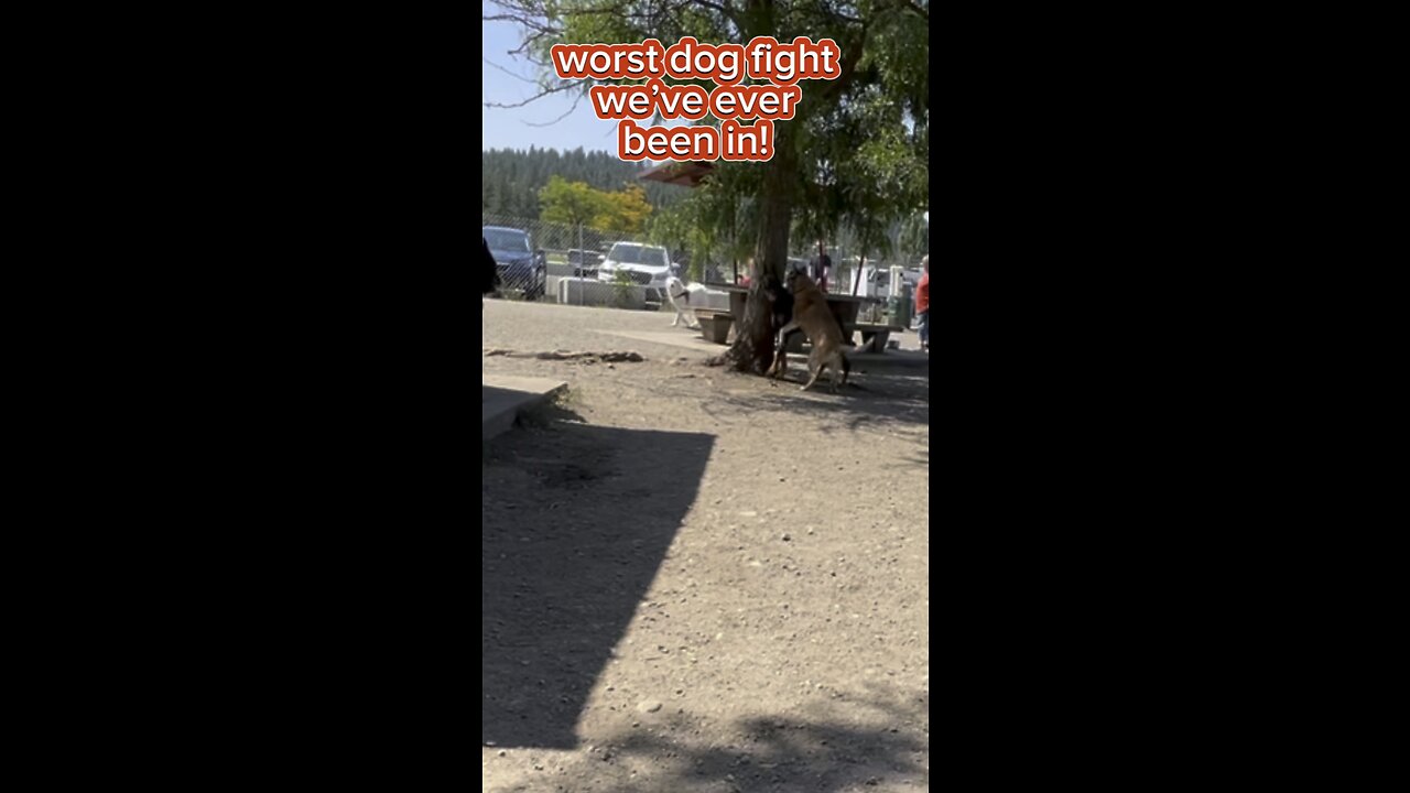 Worst dog fight we’ve ever been in! #dog #doberman #dogpark #dogfight