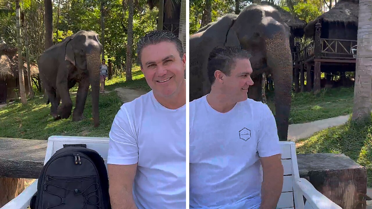 Elephant Casually Strolls In Café Bar In Thailand