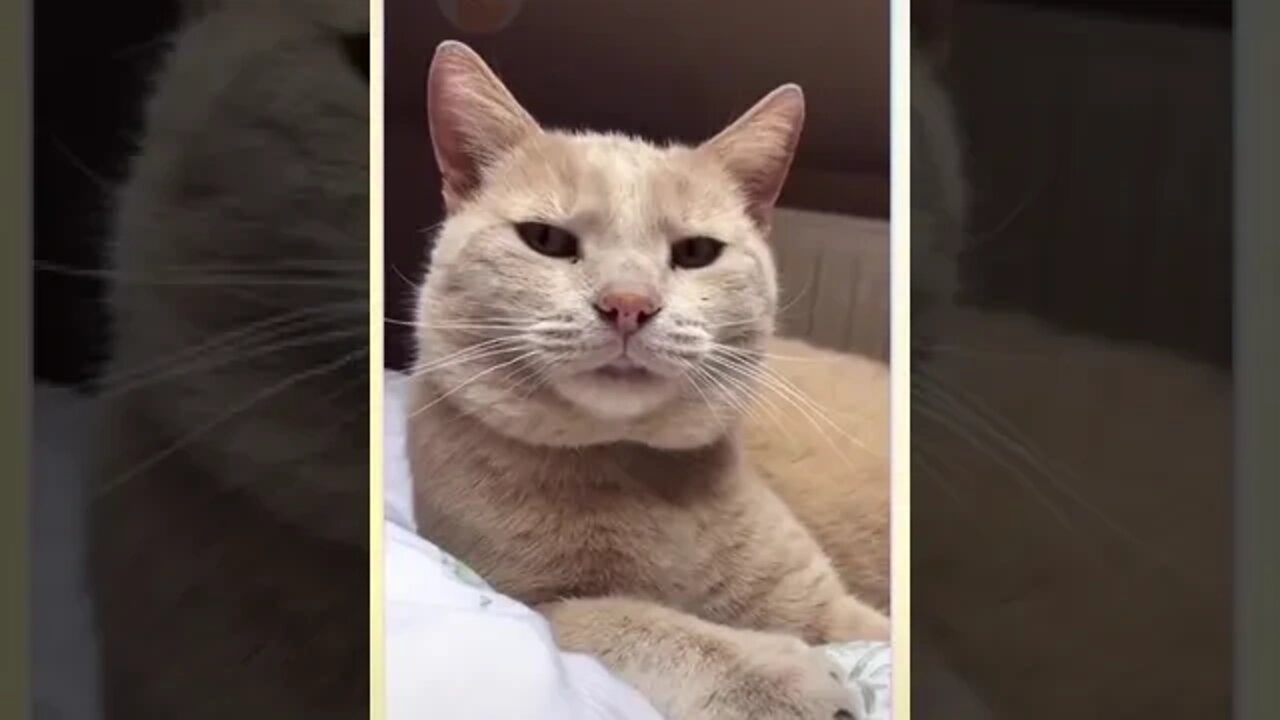 This Funny Cats Will Make You Laugh Out Loud part. 2