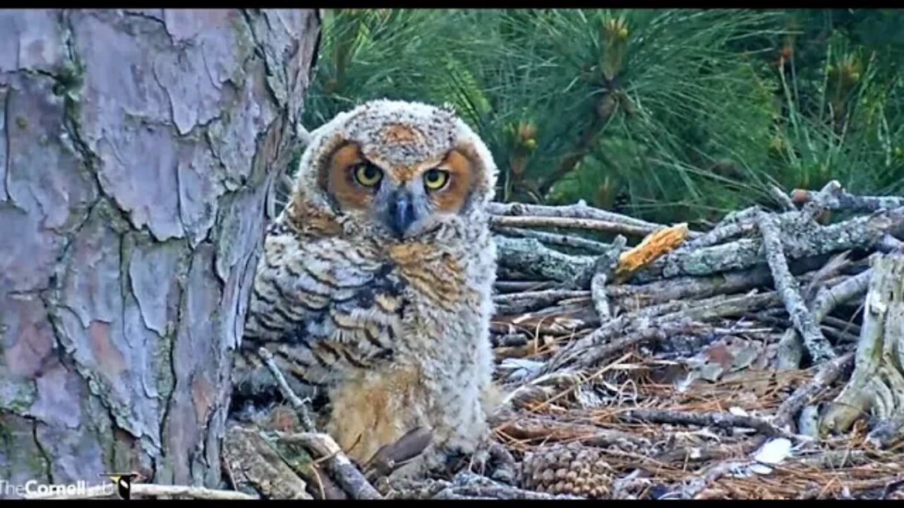 An Owlbrey Close-up 🦉 4/16/22 07:55