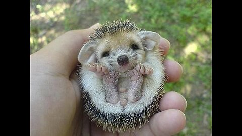 Adorable Baby Animals That Will Melt Your Heart