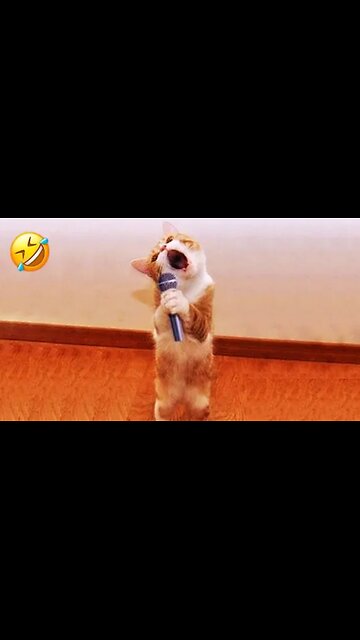Funny Dogs And Cats Videos 2024 😅 - Best Funniest Animal Videos Of The week
