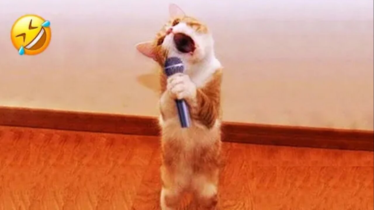 Funny Dogs And Cats Videos 2024 😅 - Best Funniest Animal Videos Of The week