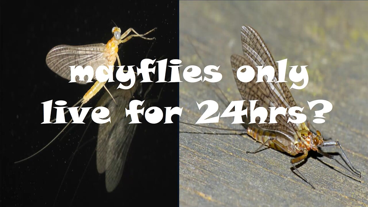 Why do adult mayflies only live for 1 to 2 days?