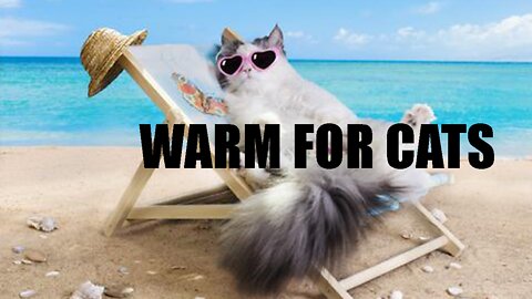 Warm For Cats