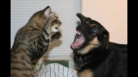 Funniest Dog and Cat Videos