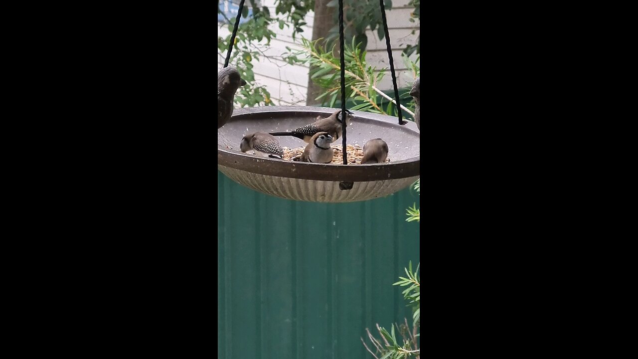 beautiful double-barred finches and spectacular Rainbow Lorikeet