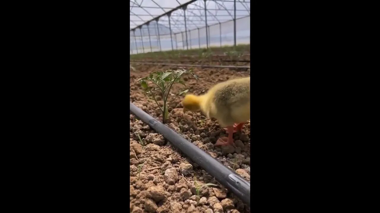 Duck Weed Eater
