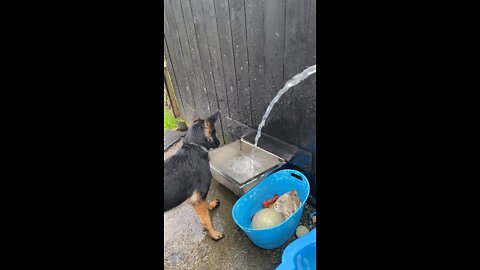 Dog vs Water