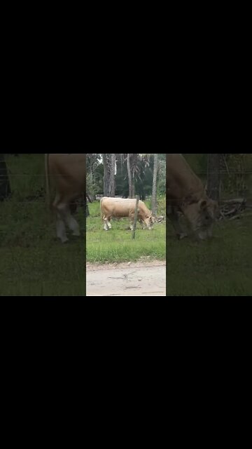 Cutest Cow Ever 🐮