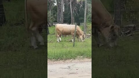 Cutest Cow Ever 🐮