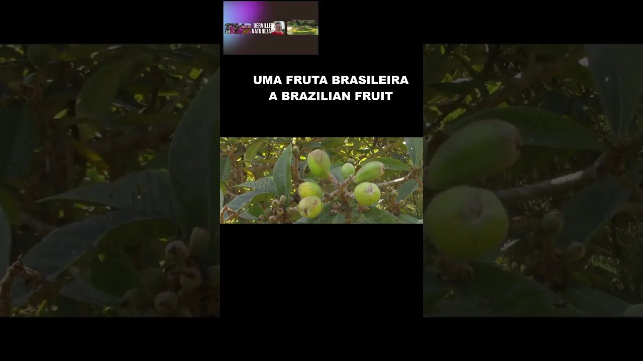 BRASIL, UM PAIS RICO, FRUTAS/ FRUTOS FRUIT FROM BRAZIL, A RICH COUNTRY AND FRUITS AND FRUITS#shorts