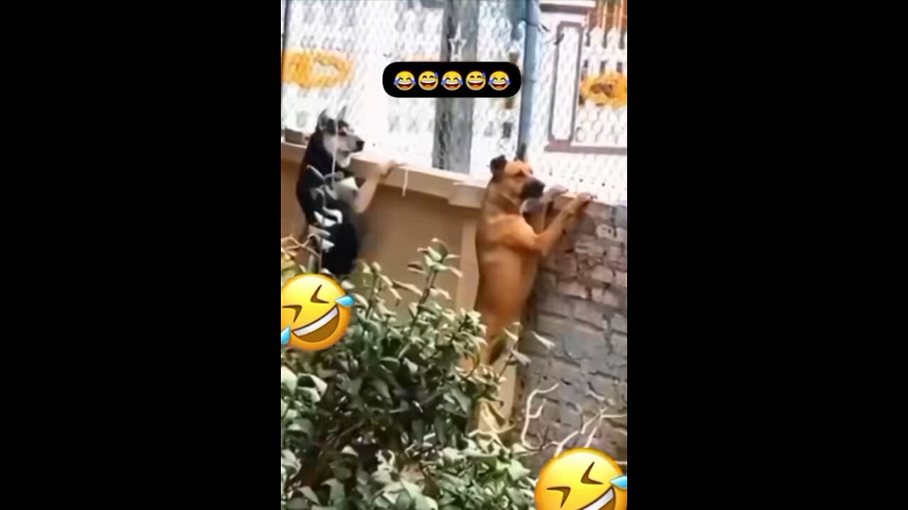 Funny animals 😄 😂😂😂😂