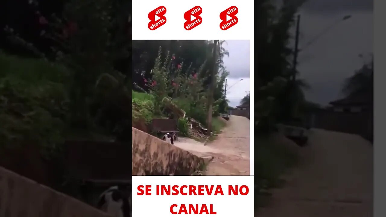 Cachorro desconfiado #shorts