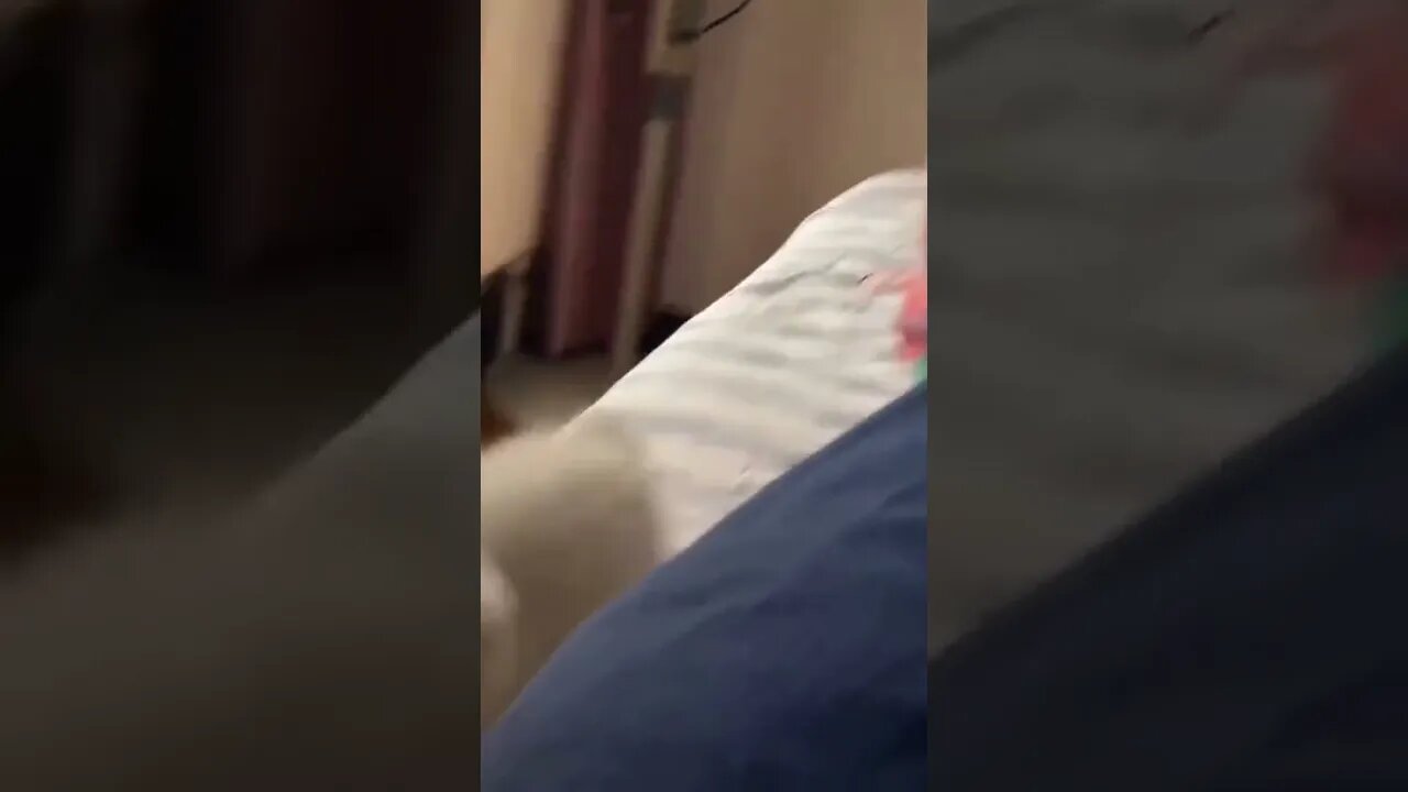 Tiny boxer..🐈🐾🥊😍😅