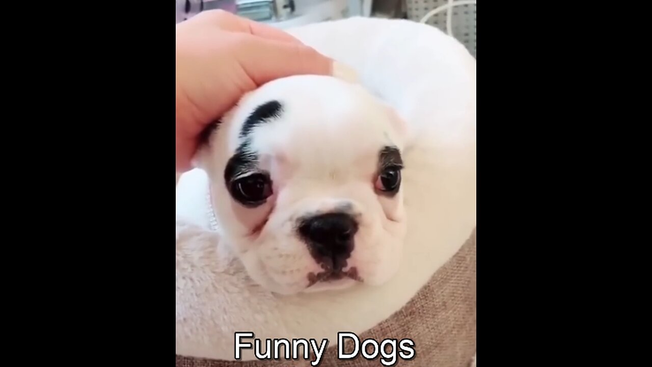 Funny Dogs Moment #shorts 😂🤣🤣🤣❤️❤️👀