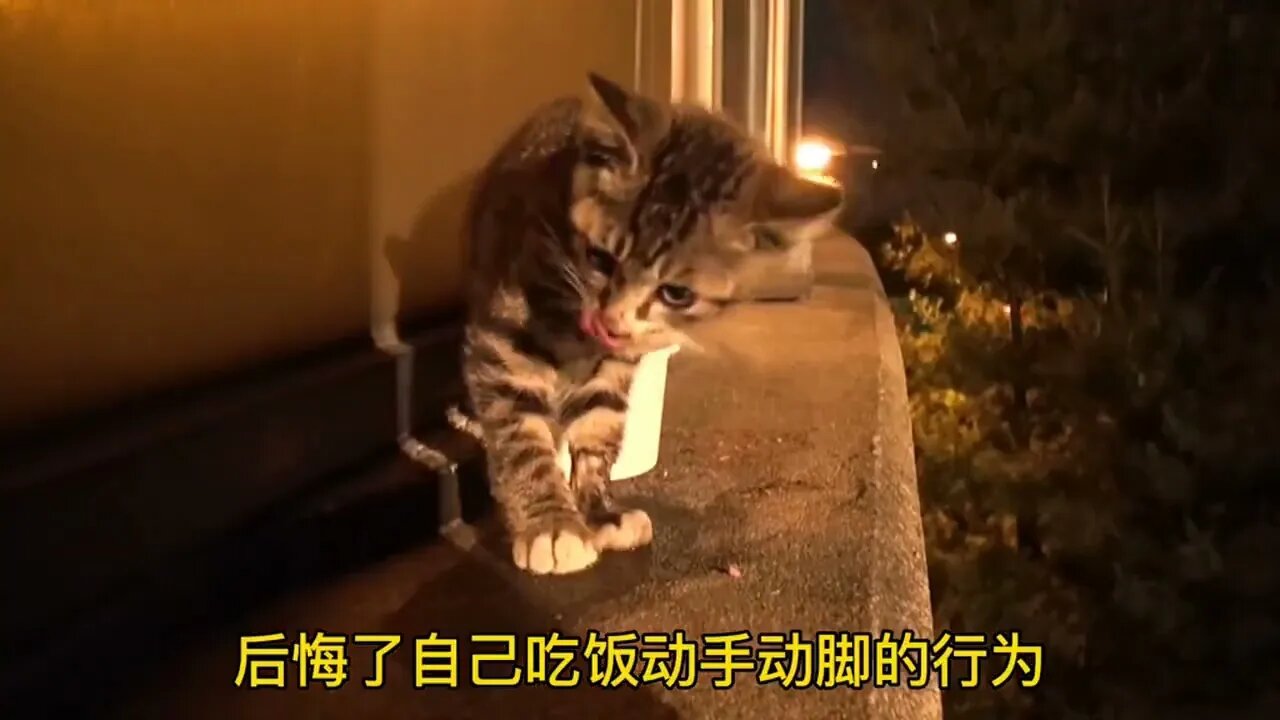 猫咪为了躲避伤害，害怕跳到高架桥上#猫#正能量#萌宠#宠物#喵星人#萌宠出道计划#动物