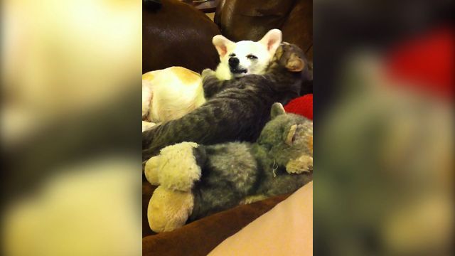 Sleepy Dog Gets Groomed By Cat