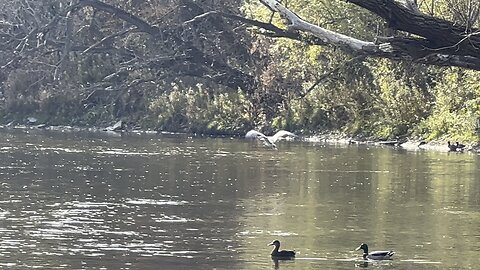 Tried to sneak up on a Great Blue Heron
