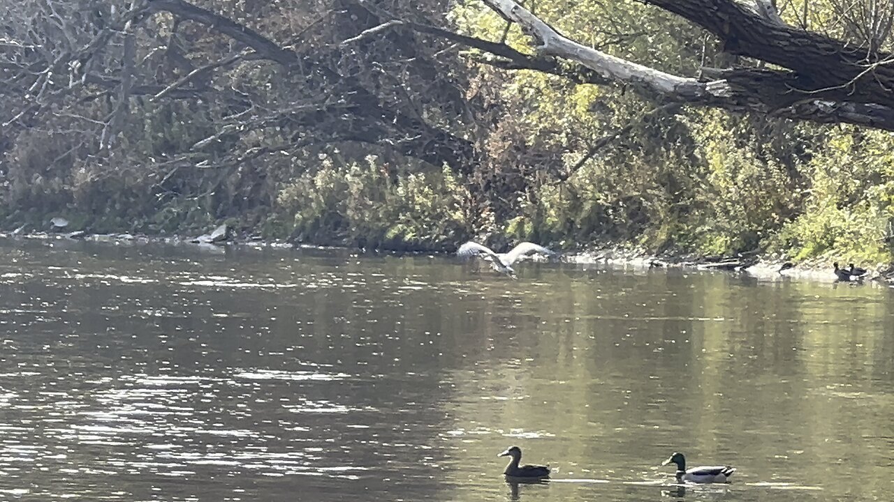 Tried to sneak up on a Great Blue Heron