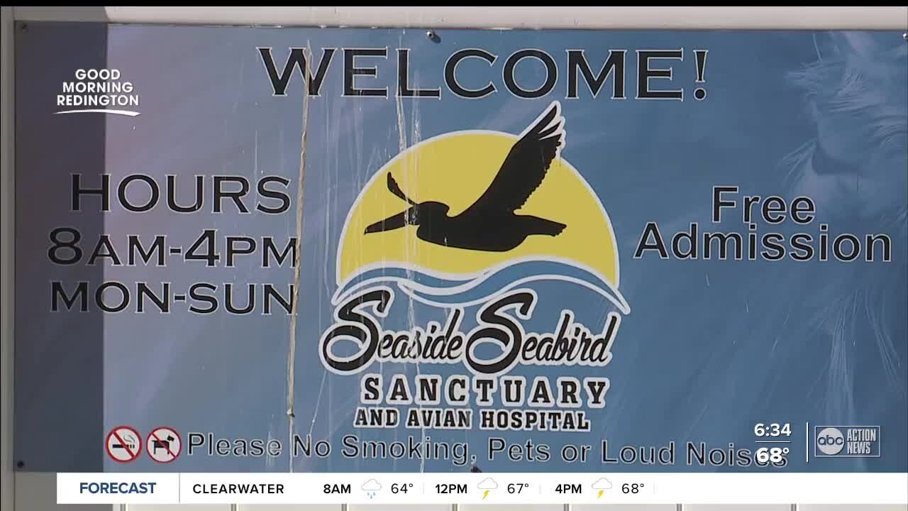 Despite inflation and red tide, Seaside Seabird Sanctuary continues tireless work