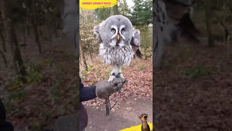 Look at this 🦉 Funny Dancing Owl #Shorts