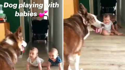 Big dog playing with babies funny dog and baby compilation