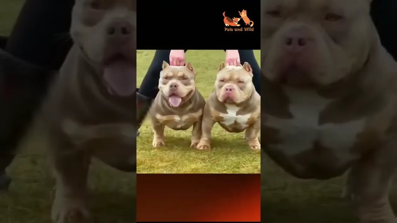 Funny Animals - Cute and Funny Animals Reaction Videos Compilation #95 | Pets and Wild #dogs