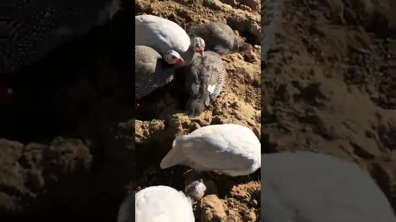 Injured guinea fowl, Picachu, released for the day. She’s doing well.