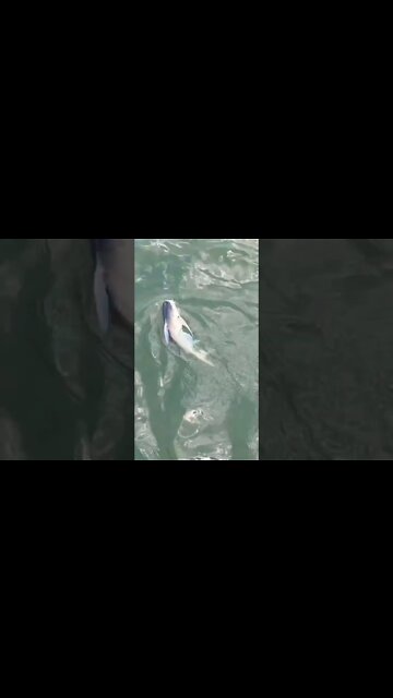 HUGE Gafftop Catfish on ultralight kid’s rod #shorts