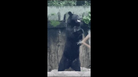 Funny Compilation - Kung Fu Bear