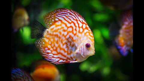 filming the fish swimming in the sea makes a beautiful video