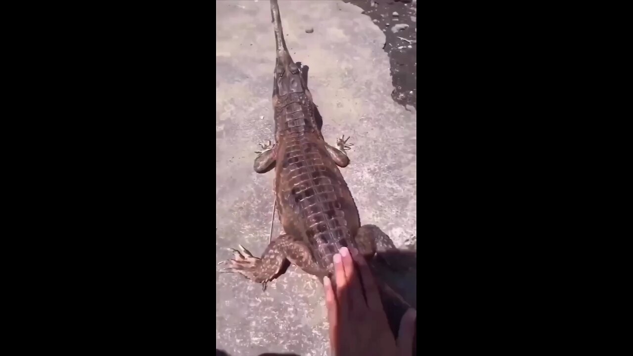 FUNNY CROCODILE