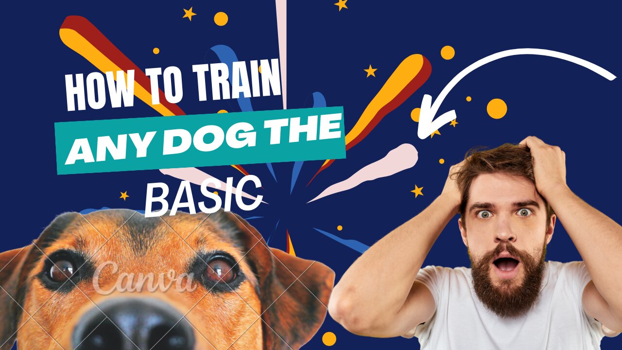 Dog Training (How to train any Dog the Basic)