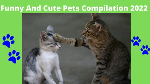 Funny And Cute Pets Compilation2022