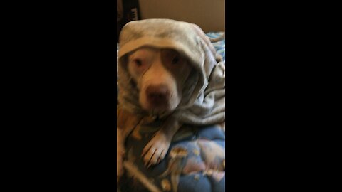 Cute dog in a blanket! (MUST SEE)