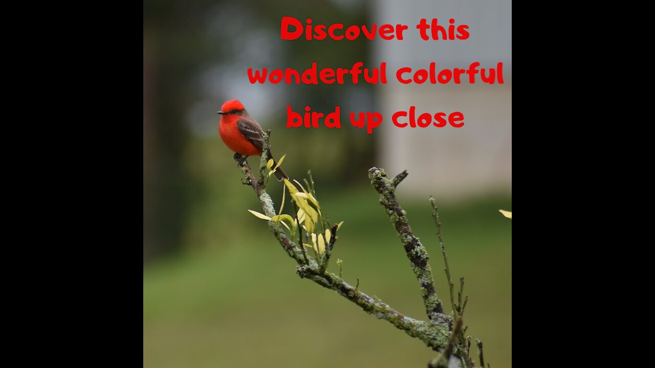 Discover this wonderful colorful bird up close