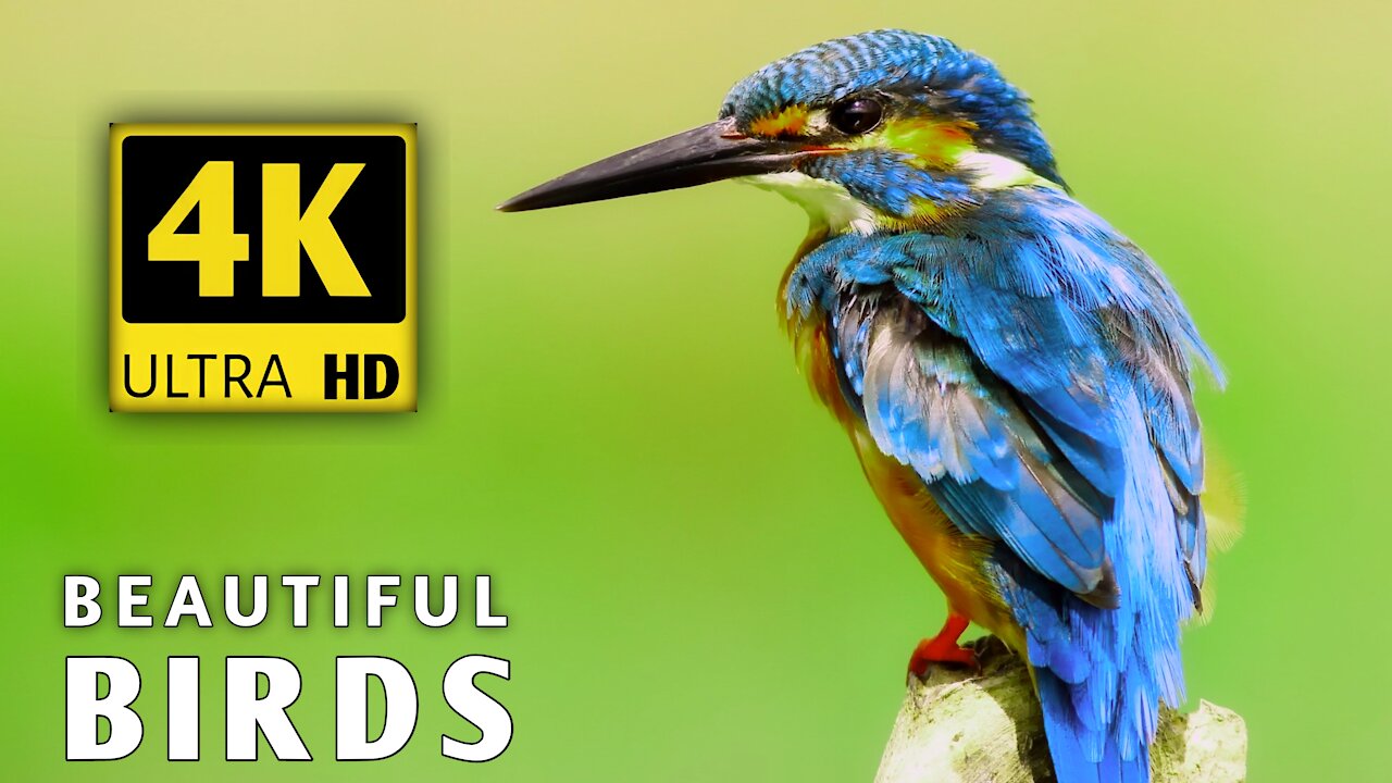 Amazing Wild Animals 4K ULTRA HD • Nature Sounds Relaxing Music with Birds Chirping