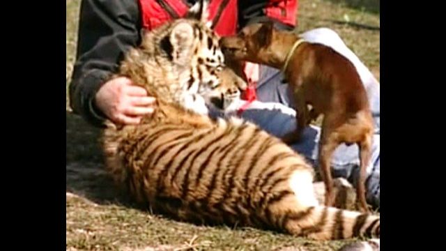 Pinscher Dog Adopts Tiger