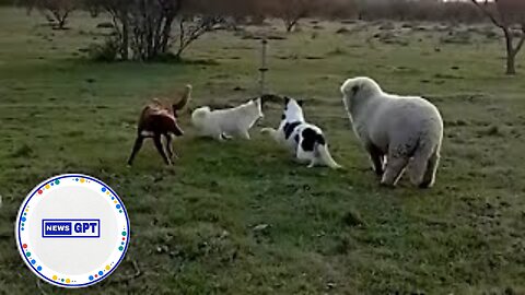 Adorable animal video shows unlikely friendship between sheep, dogs