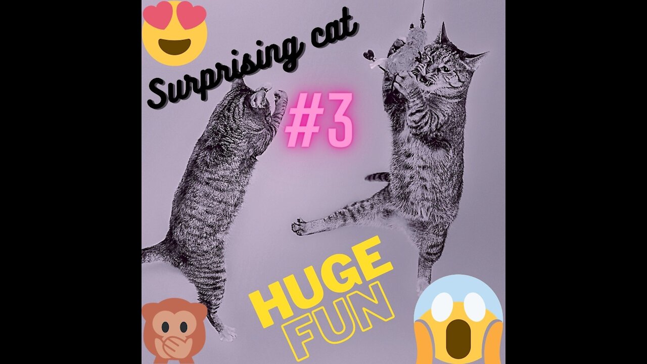 CAT LOL #3 SURPRIZE