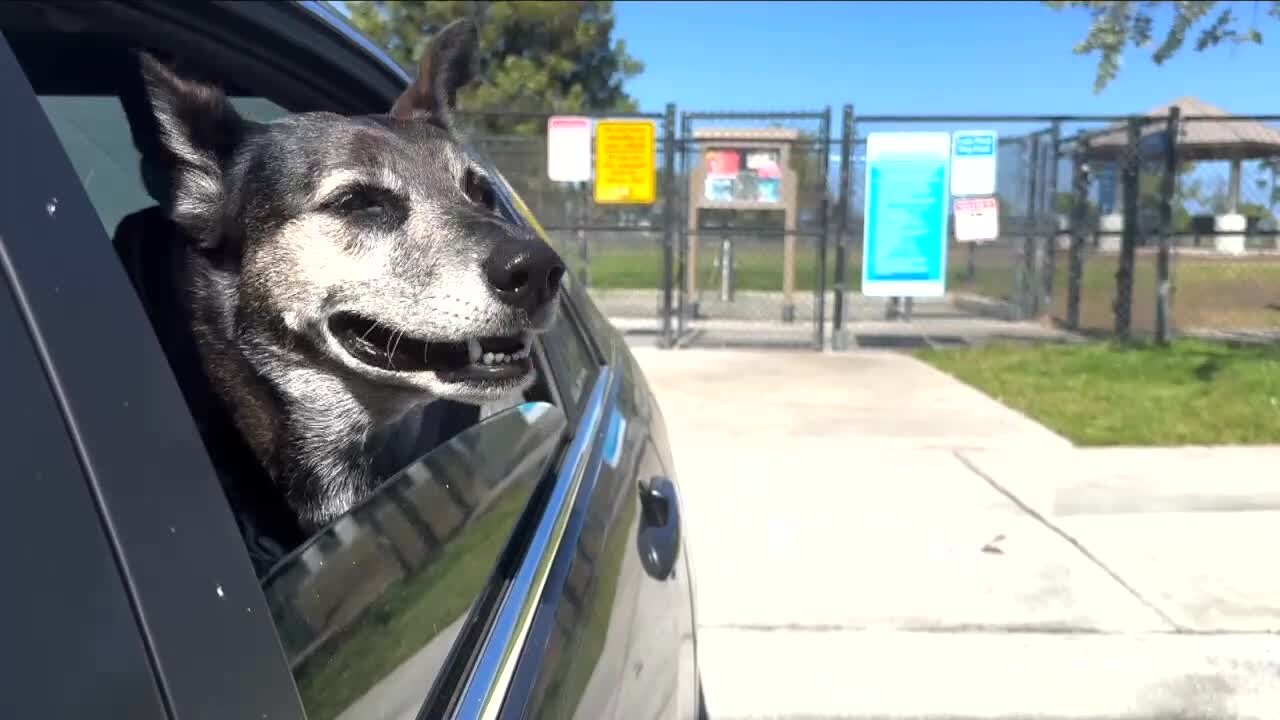 Florida bill would ban dogs from sticking heads out of windows of moving cars