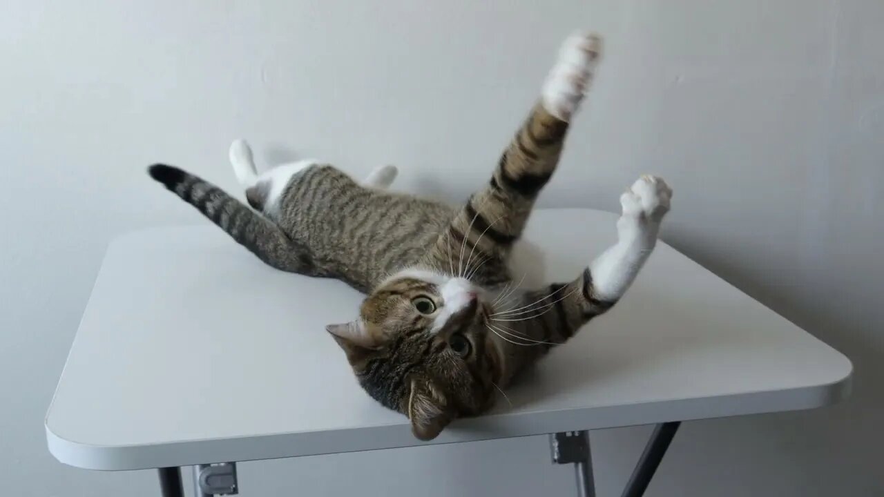 Funny Cat Is too Lazy to Get up and Play