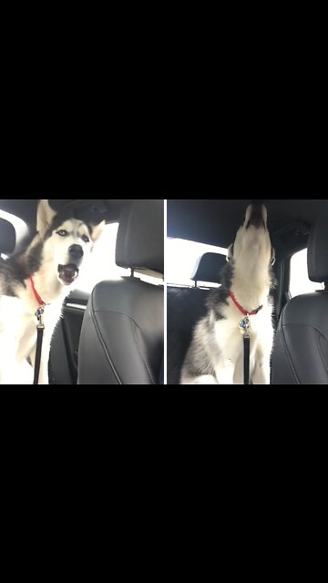Husky Throws Temper Tantrum Because It's Raining Outside