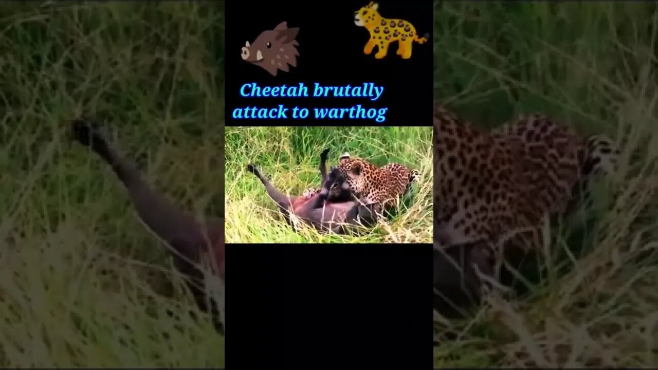 Cheetah brutally attack to warthog 2022 #youtubeshorts #shorts #shortvideo