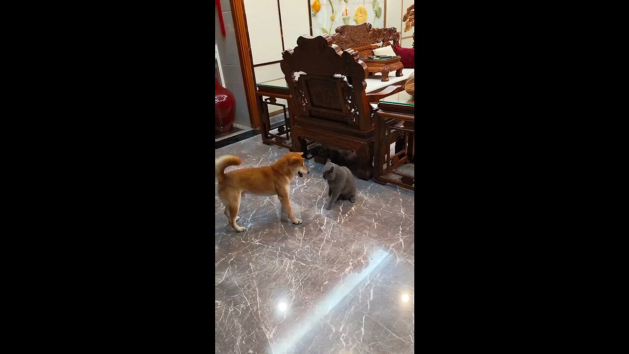 When a Spirited Dog Charmed a Curious Cat! 🐶😺” - Rumble